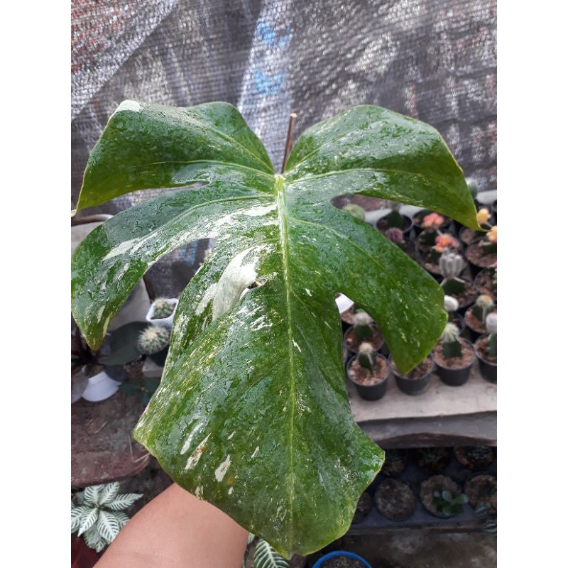 Monstera Deliciosa King Variegata real pic