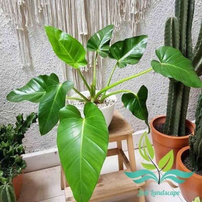 philodendron giganteum