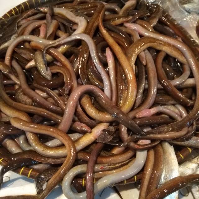 

Jual belut tambak segar