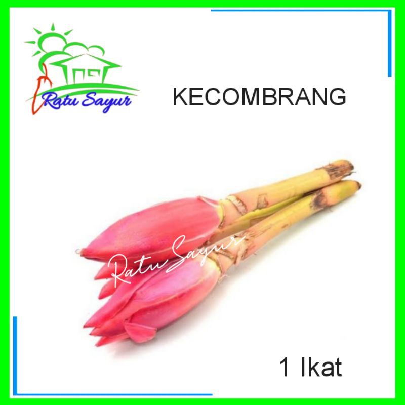 

KECOMBARANG/ratusayur.id