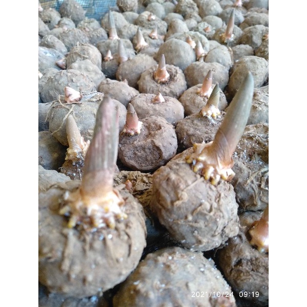 BIBIT UMBI PORANG TUNAS ISI 30 BIBIT PORANG ASLI KARANTINA