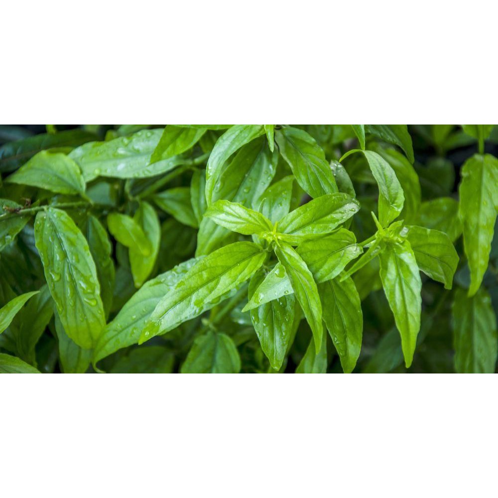 

Daun Belalai Gajah Segar 1 kg