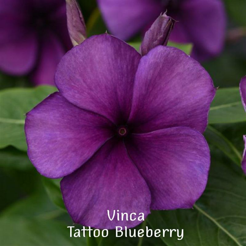 Vinca Tattoo/Tato/Tatto/Tatoo Papaya Blackcherry Blueberry Raspberry 5 dan 10 Butir Benih F1-Blueberry