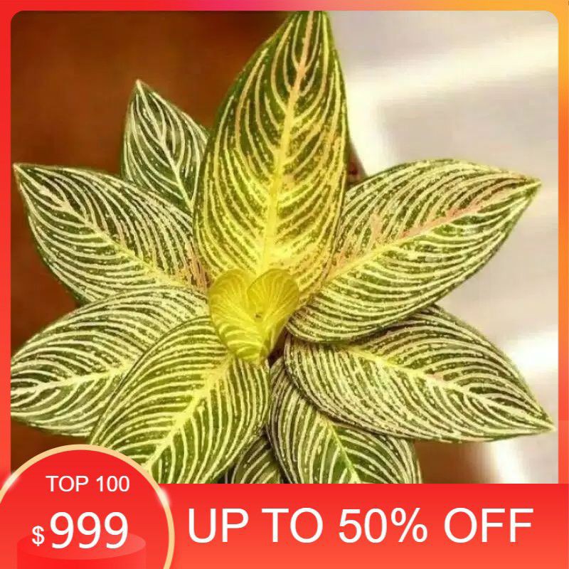 real paket 2 bongol Aglonema Golden hope asli