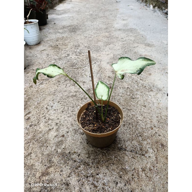 keladi keris putih keladi thailand LUAR JAWA BELUM BISA