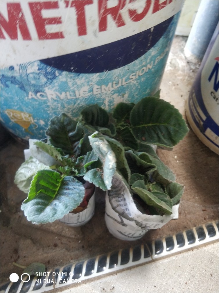 Tanaman Hias - Bunga Gloxinia - Warna Random