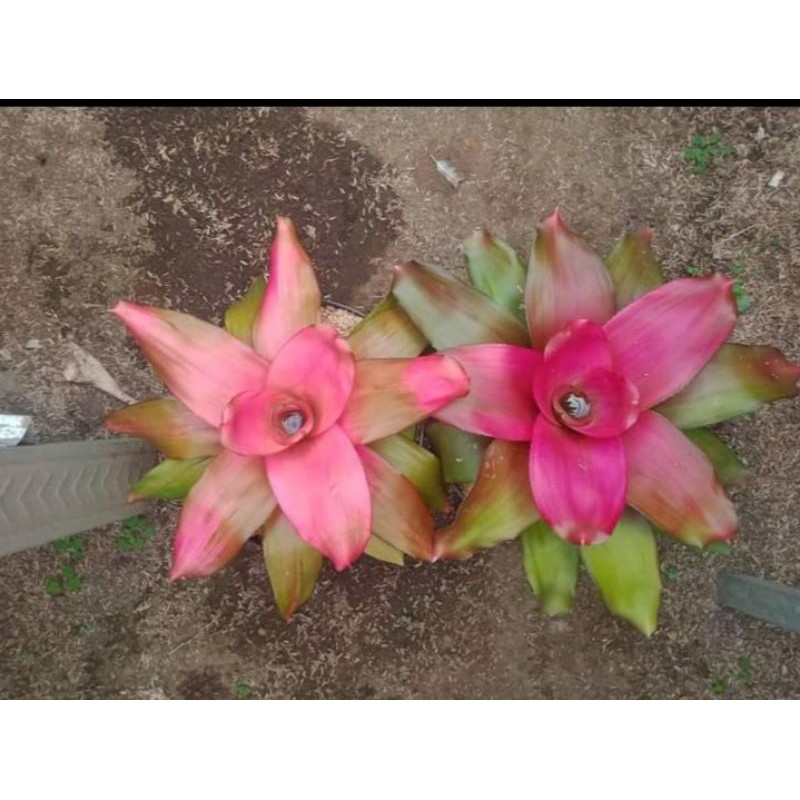 paket tanaman hias bromelia - bromelia deby pink - bromelia amelia