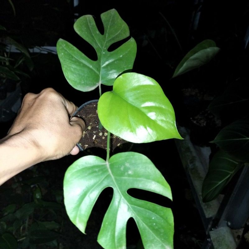 monstera tetrasferma/monstera mini ..
