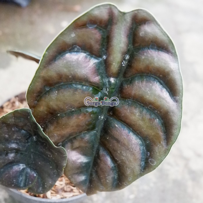 tengkorak keladi cuprea alokasia tanaman hias alocasia daun bergaransi