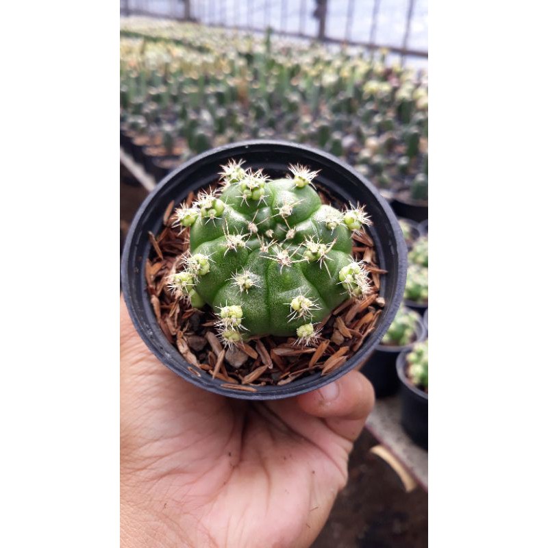 Kaktus // Gymno Damsi