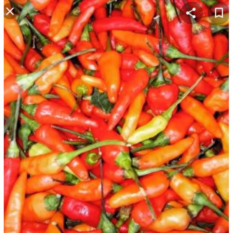 

rawit merah murahl8