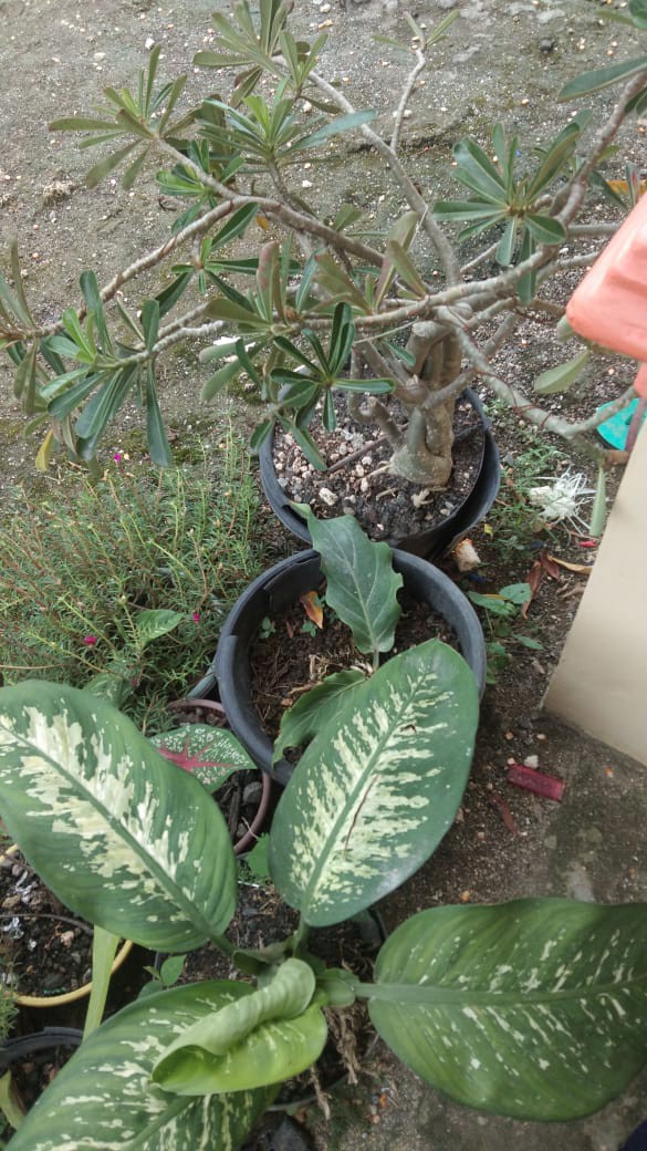 Kladi Joker Keladi Joker Caladium Ace Of Hear Jantung Hati