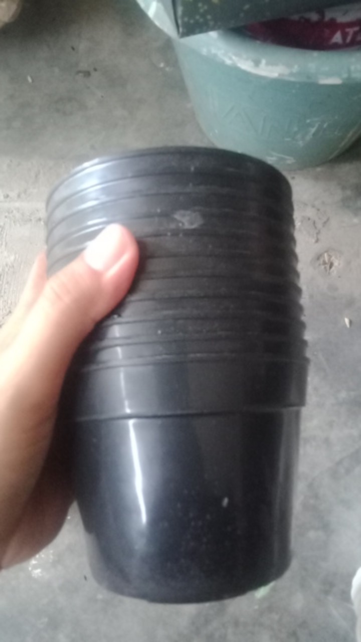 Pot Hitam 10 Cm