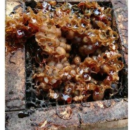 

330gr Madu klanceng murni