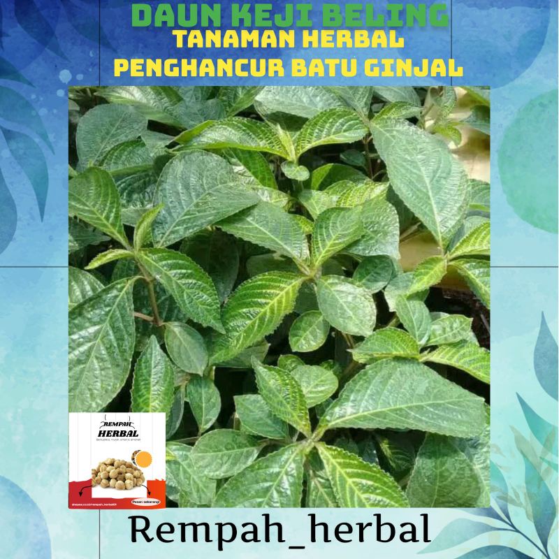 

Daun keji beling segar premium quality 100 gram