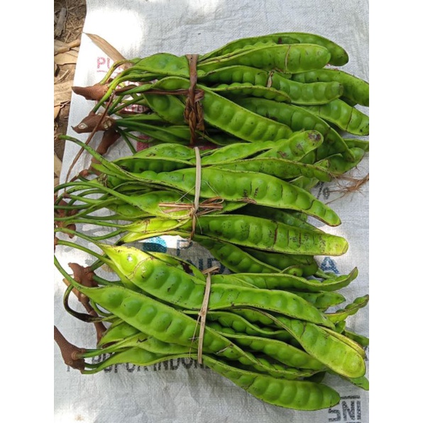 

Petai Tua