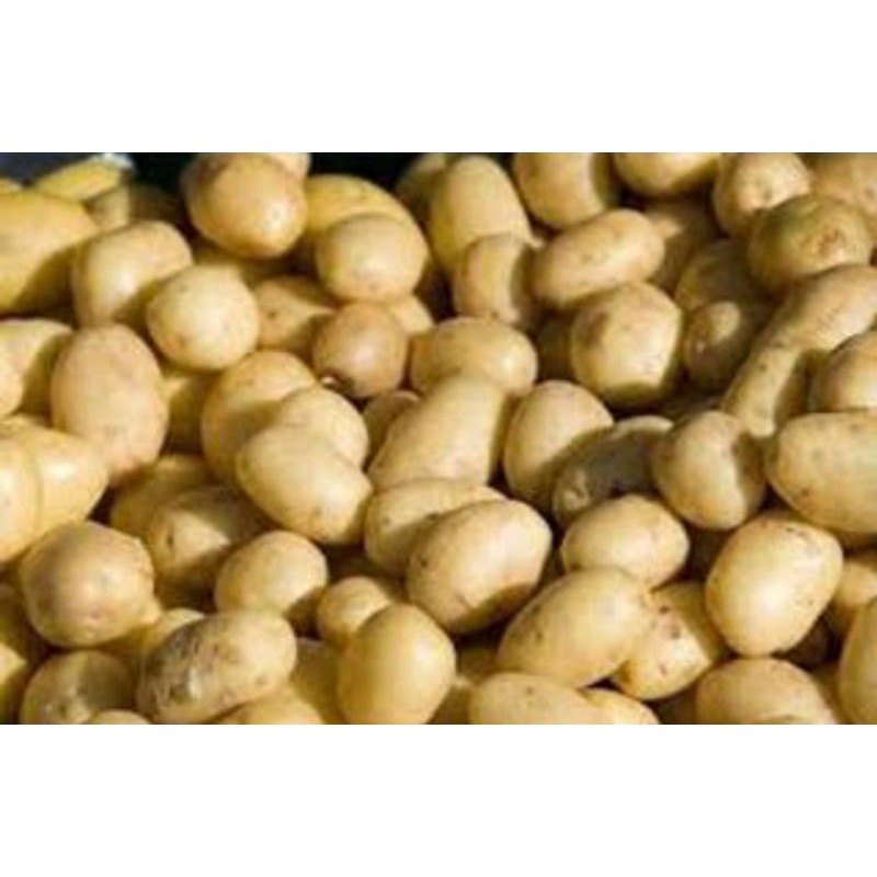 

kentang dieng mini 1 kilo