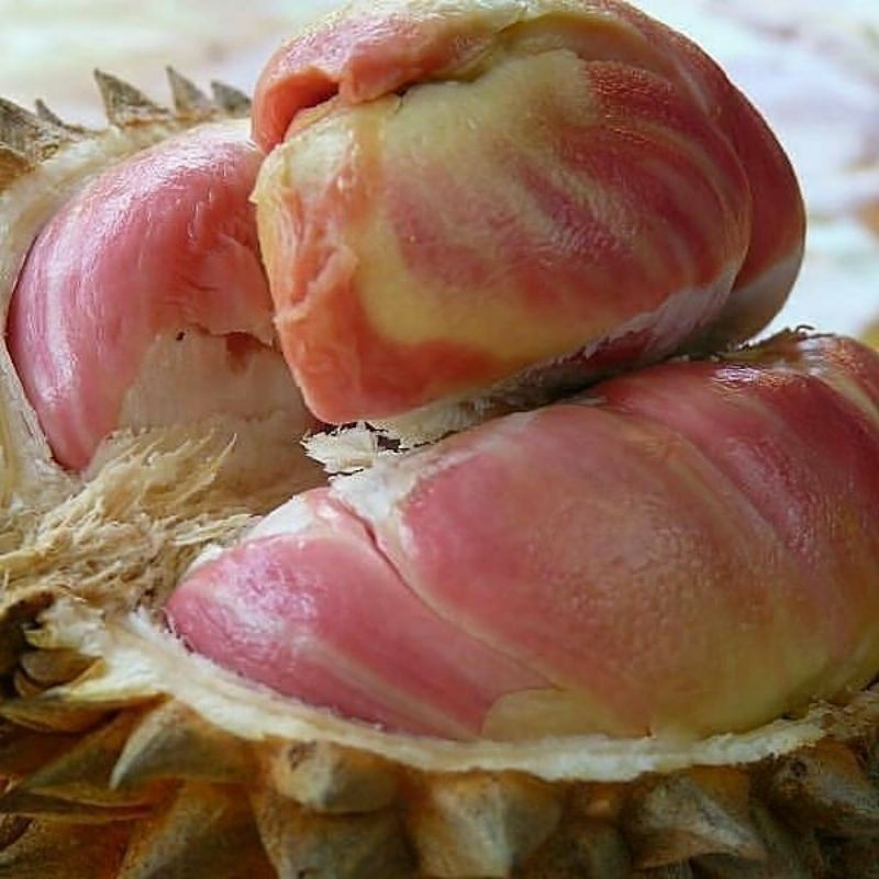 bibit buah durian pelagi