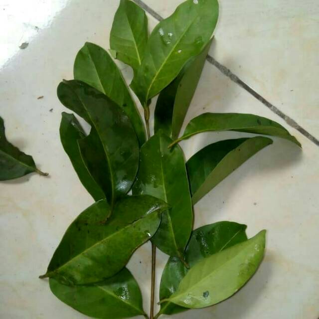 

Daun salam segar / fresh bay leaves