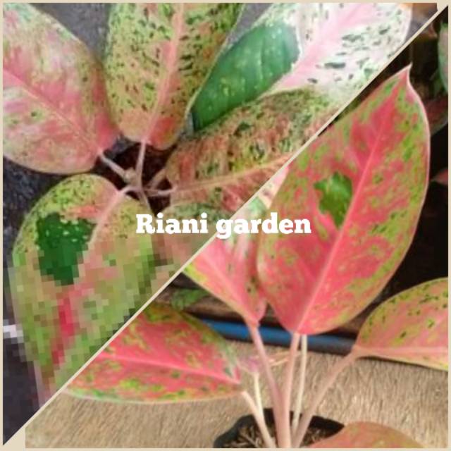 BUNGA AGLONEMA BIG ROY