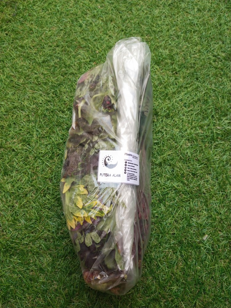 No 31 Tanaman Hias Miana/coleus/iler/jawe Kotok