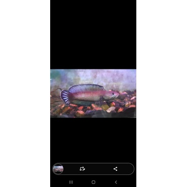 channa andrao size 15cm