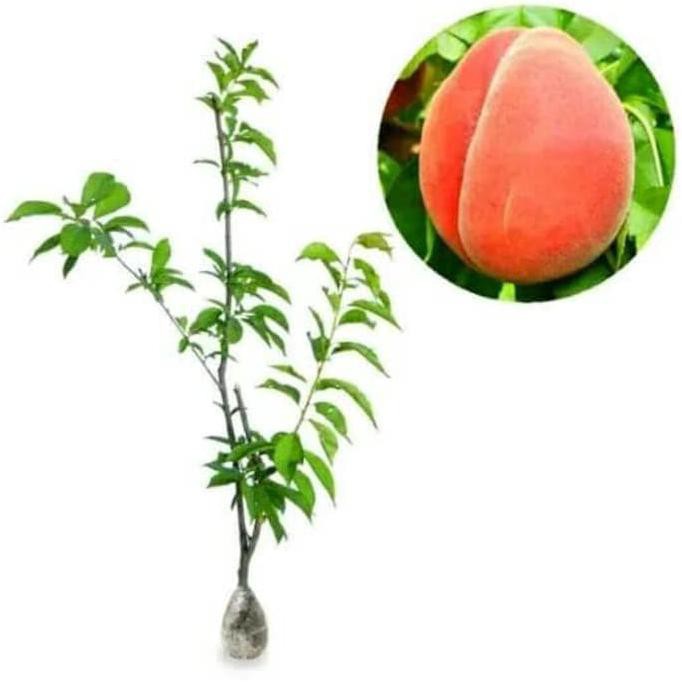 Bibit Tanaman Kenikir Bunga Kuning/Daun Kenikir/Pohon Kenikir/Herbal pjr