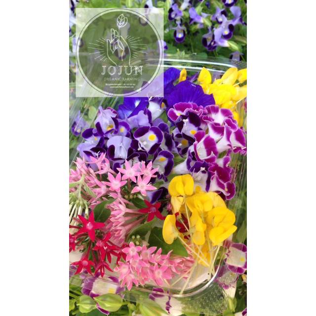 

MURAH PAKET EDIBLE FLOWERS MIX !!!!