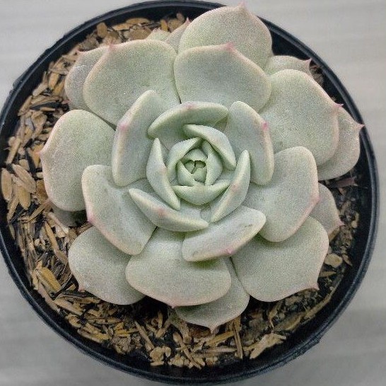 Kaktus / Skulen / Succulent Echeveria Lola