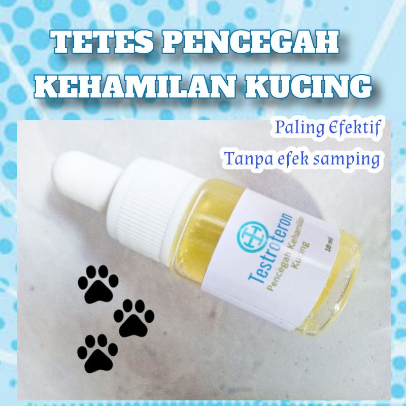 KB kucing pencegah kehamilan