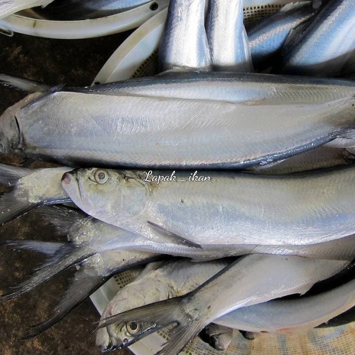 

Ikan Parang Parang 1Kg Ikan Fresh Dan BERGARANSI