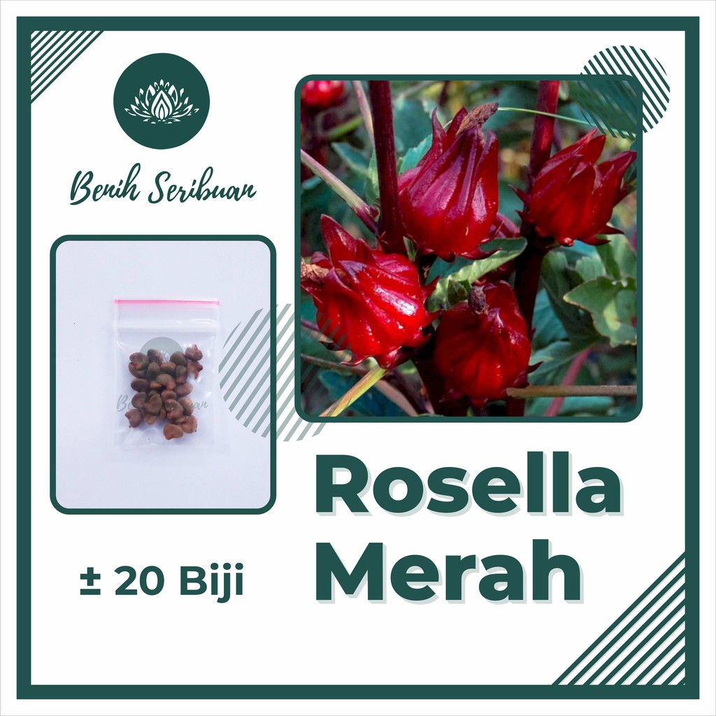 BS-BYL Benih Herbal Bibit Herb Herba Daun Mint Peppermint Lavender Basil Kale Kucai Coriander Parsley Alfalfa Grass-ROSELLA MERAH