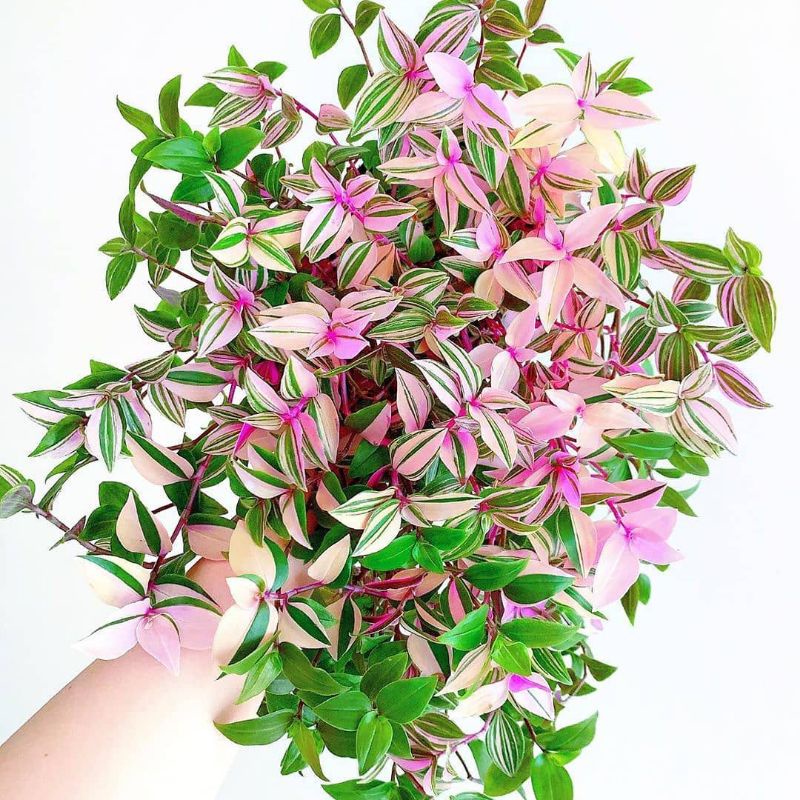 TANAMAN HIAS TRADESCANTIA TRICOLOR