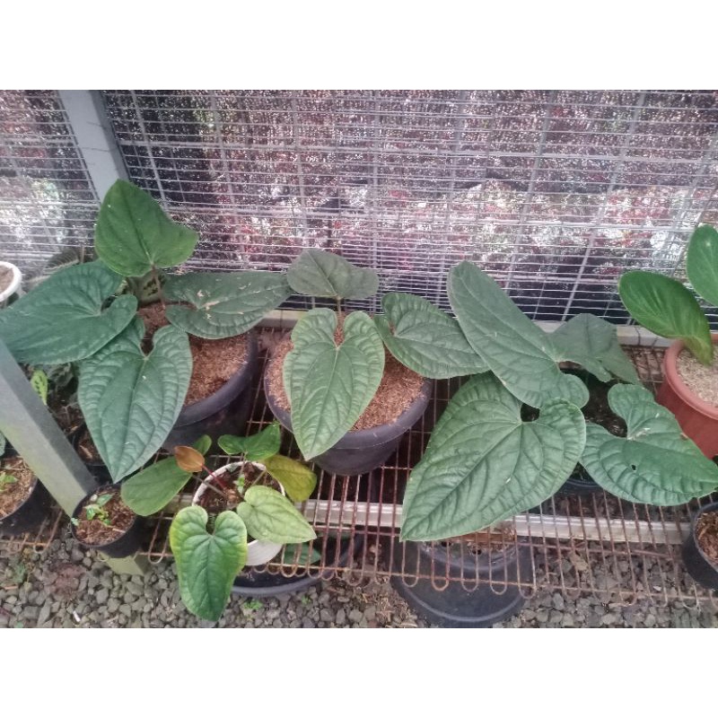 Anthurium sirih jumbo