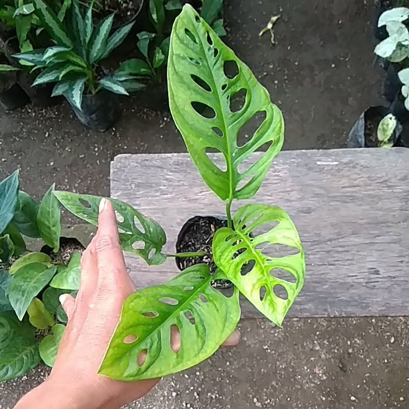 tanaman hias janda bolong monstera ,,obral murah3-4 daun Tanaman Hias