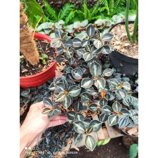 Tanaman Hias Peperomia black metalica / black metalic