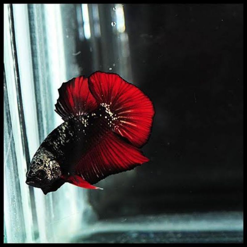 IKAN CUPANG BAHAN AVATAR COPPER GOLD