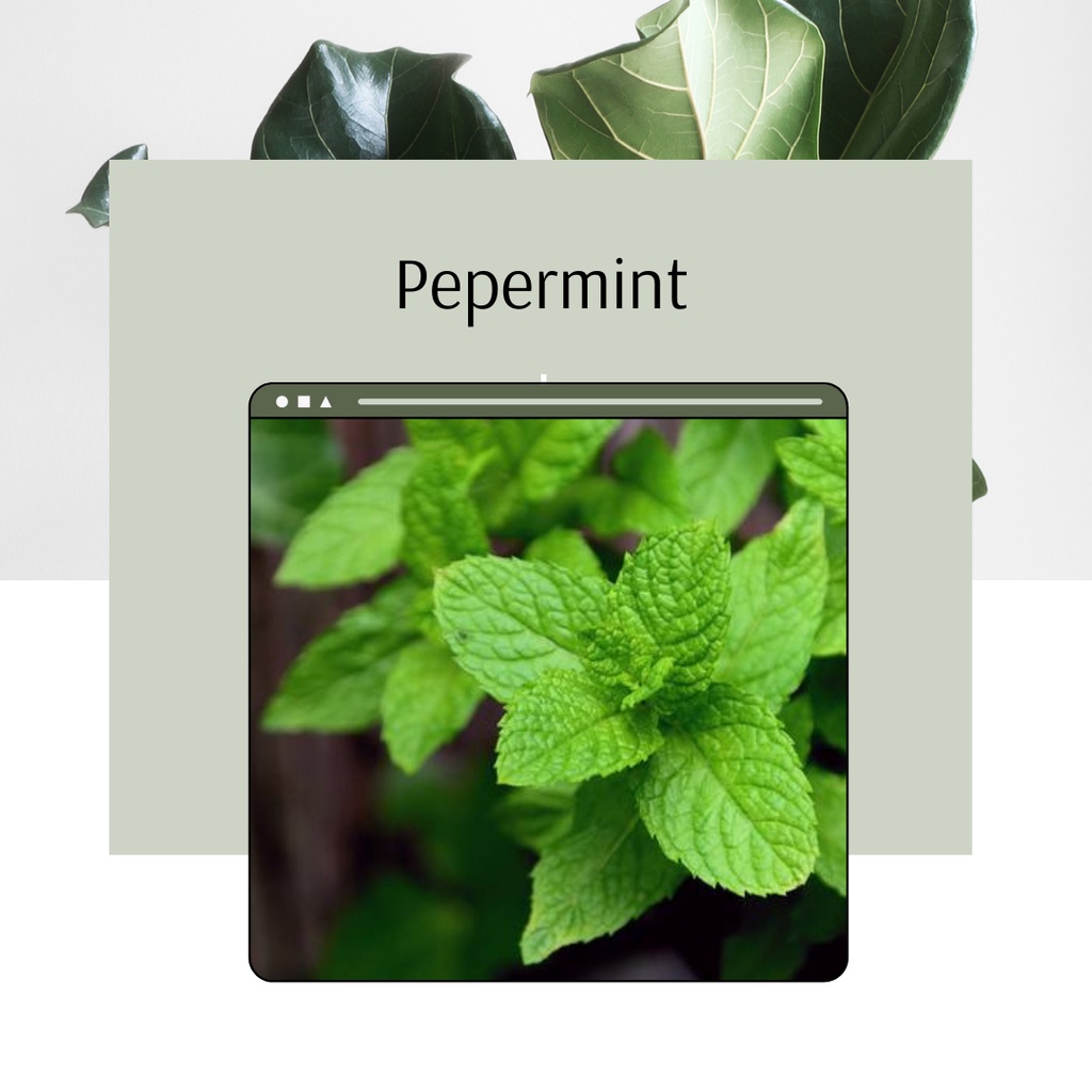 Tanaman Hias Daun Mint Tanaman Herbal Pepermint Daun Mint
