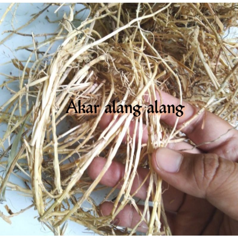Akar alang alang kering 500gr - Alangalang kering