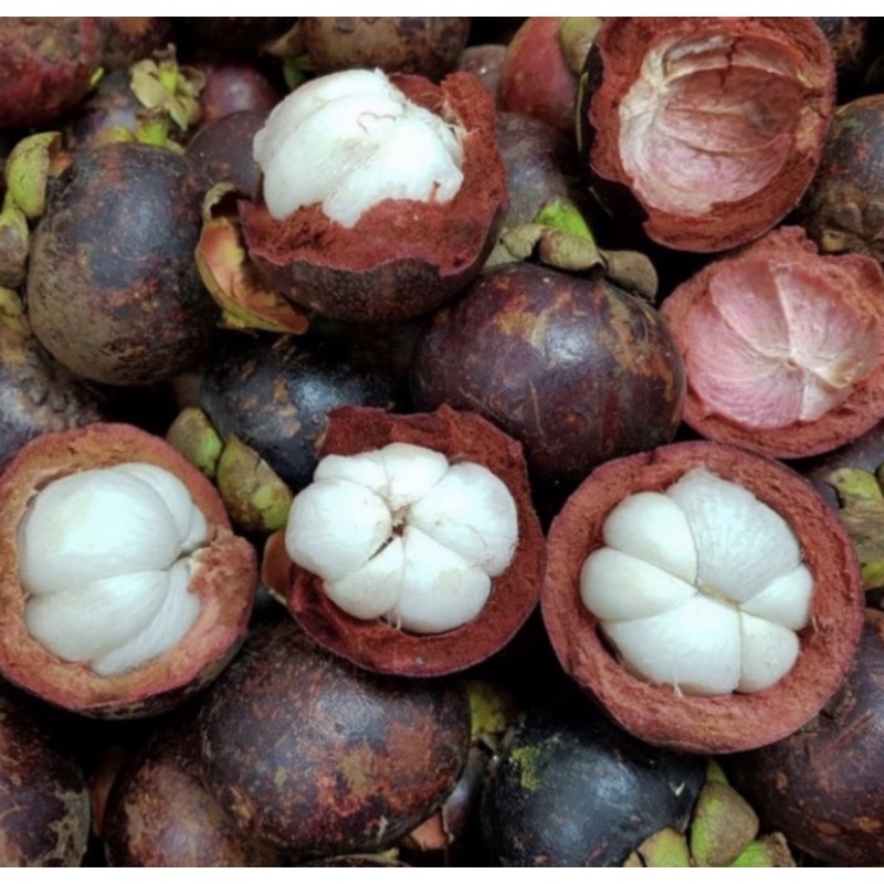 

SayurHD Buah Manggis 500gr