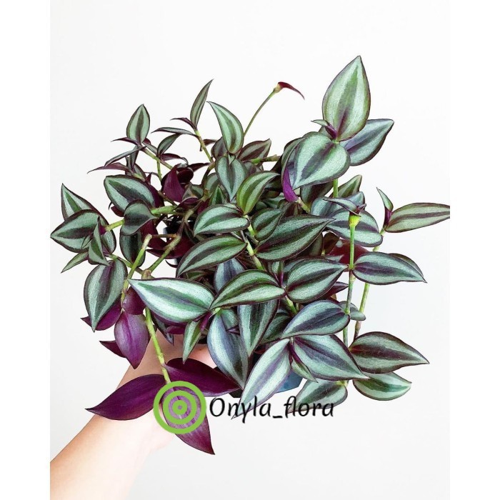 Tanaman Gantung Indoor Zebrina Gewor Hias Bibit Tanaman Indoor Gantung