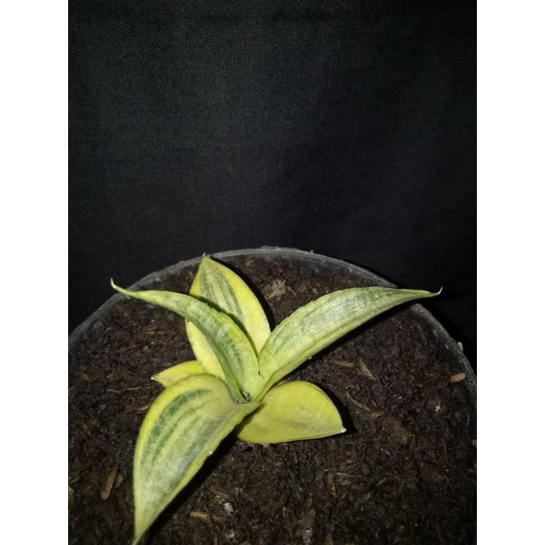 sansivera Uganda varigata