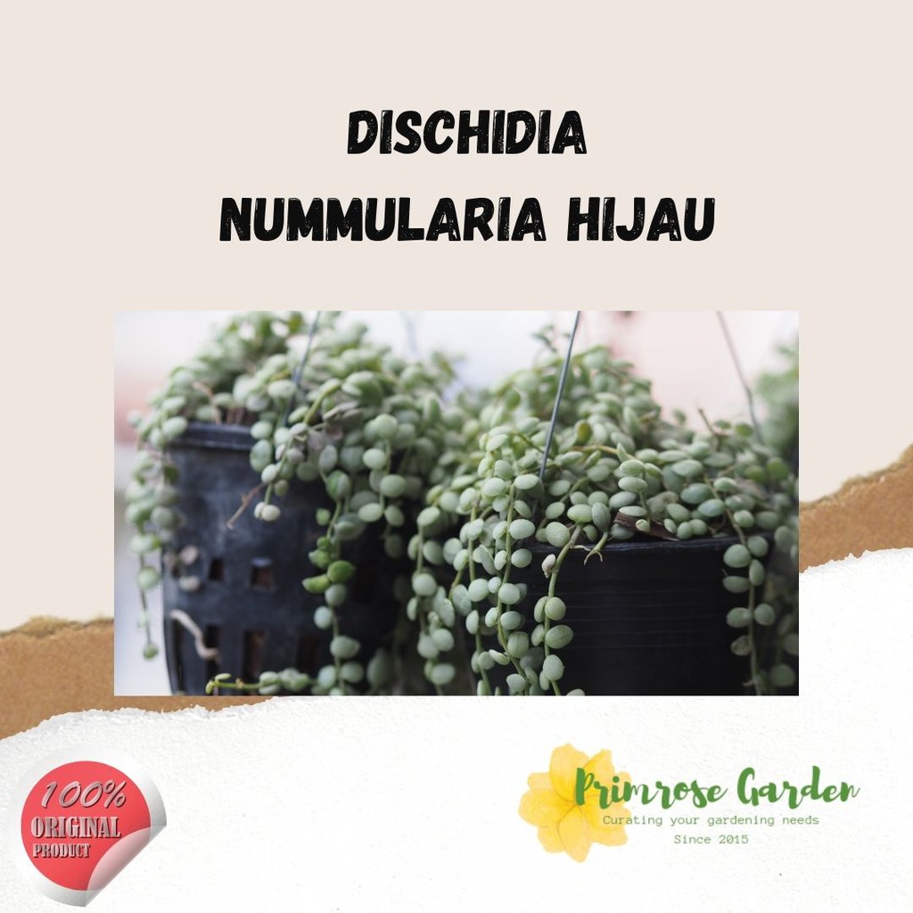 Dischidia tanaman gantung