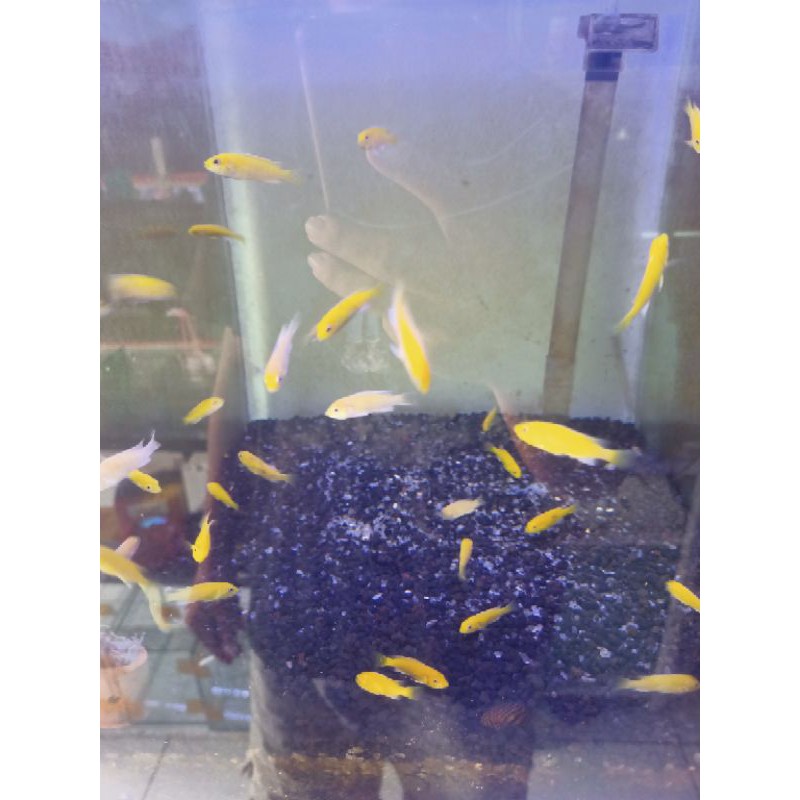ikan lemon chichlid