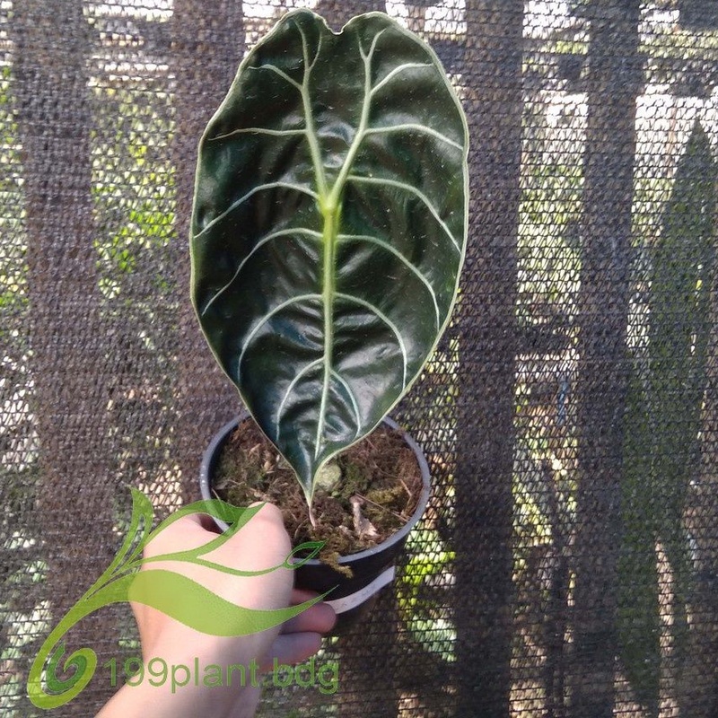 Tanaman hias alokasia watsoniana glosy +POT - 199plant_bandung