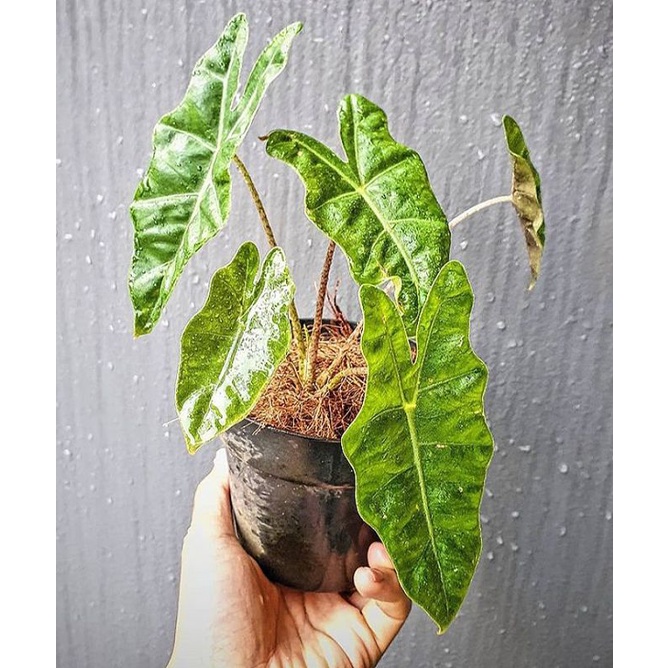 alokasia zebrina rawatan