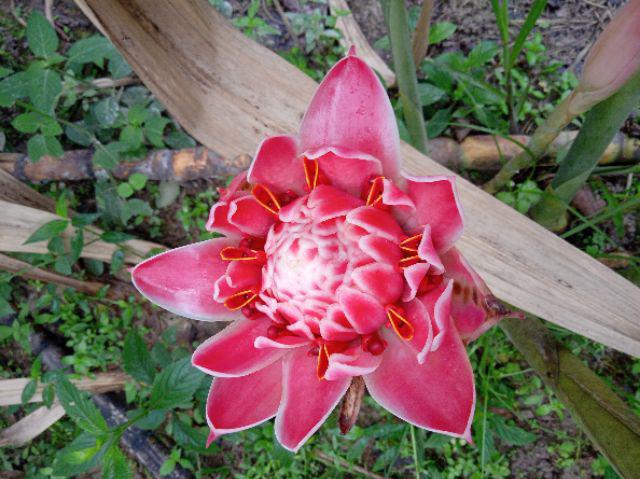 Mozaik Tunik Sogan Serut Gandes Apsari Batik Tunik M L Xl Xxl