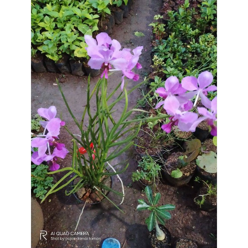 pohon anggrek bunga ungu ( sudah berbunga ) / tanaman hias