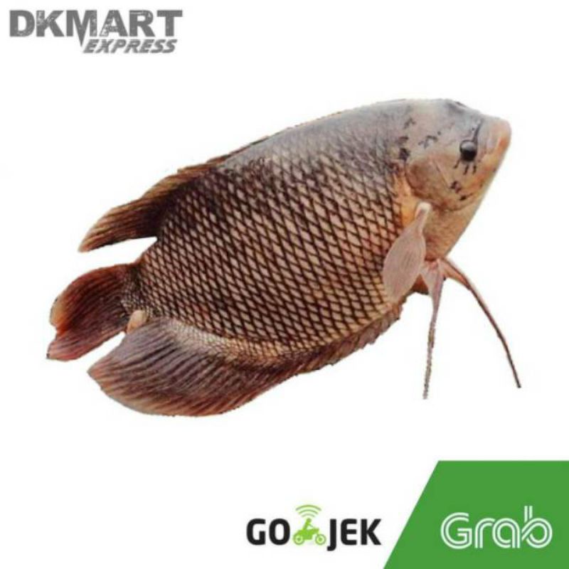 

ikan gurami segar 500 gram ikan gurame fresh 500gr