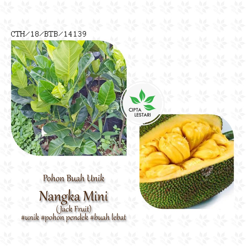 Bibit Pohon  Buah Nangka  Mini Kuning Tanaman Unik Okulasi 